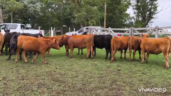 Lote 60 Terneras