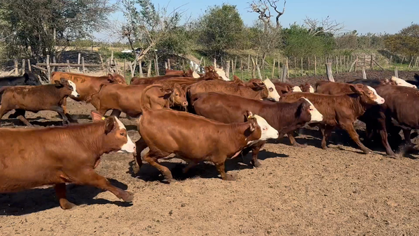 Lote 75 Terneras en Corrientes, Goya