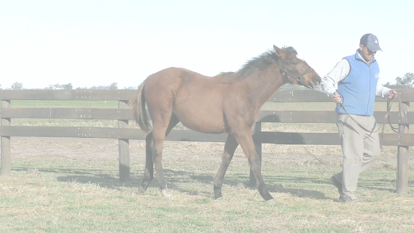 Lote SUEÑOS DE ELLA (BACKYARD HEAVEN -  TIENE TODO)