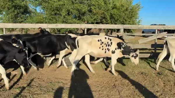 Lote NOVILLOS 1 a 2 AÑOS