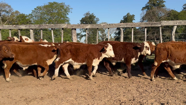 Lote 80 Terneros