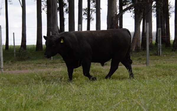 Lote ABERDEEN ANGUS PEDREGREE