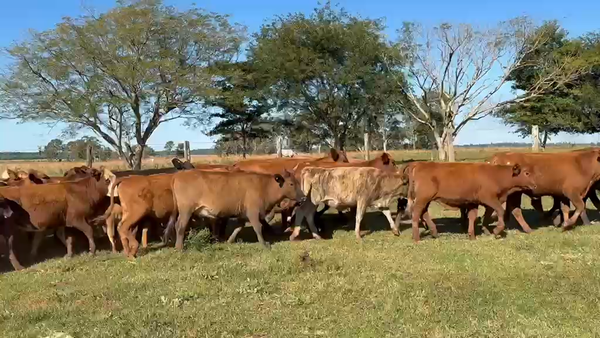 Lote 107 Vaquillonas