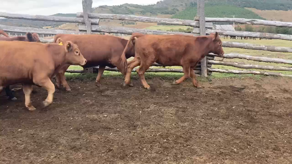 Lote 42 Novillo Engorda en Coyhaique, XI Región Aysén