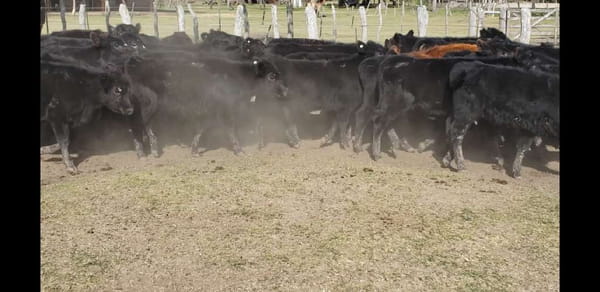 Lote 65 Terneros/as en Villaguay, Entre Ríos