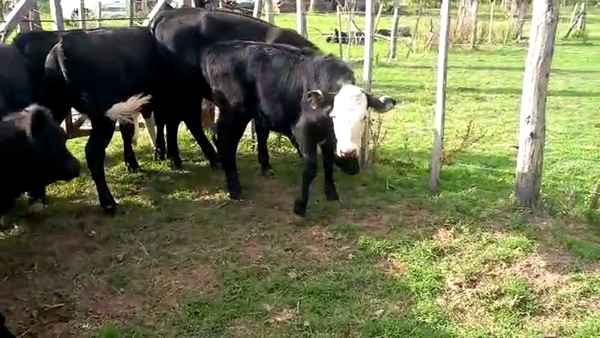 Lote 14 Terneras en Santa Fe, Moisés Ville