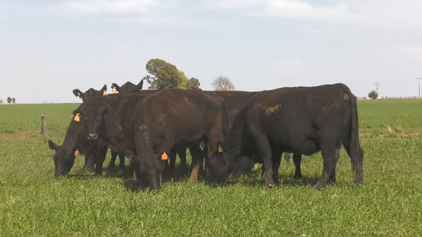 Lote VACAS  ANGUS NEGRO  MAS  C/ GTIA DE PREÑEZ PARICIÓN PRIMAVERA