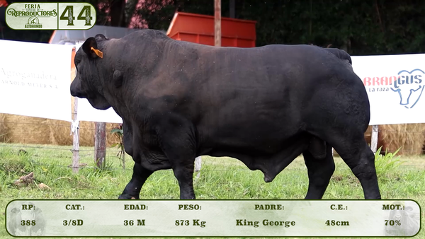 Lote LOTE 44