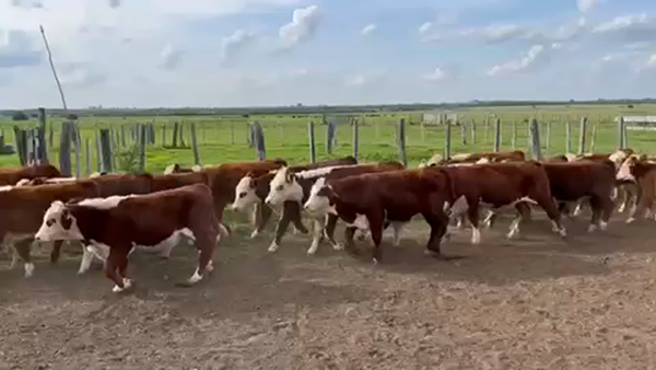 Lote 112 Terneros en Rosario del Tala, Entre Ríos