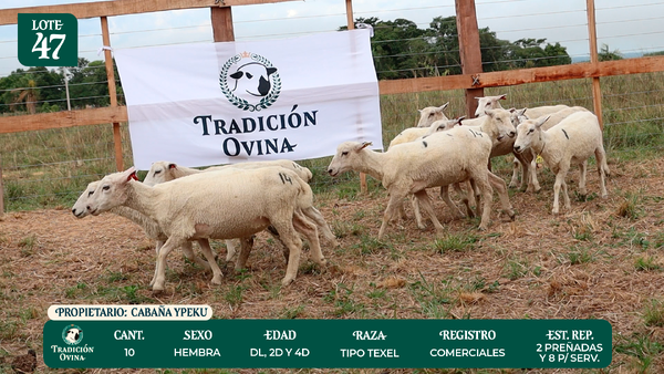 Lote LOTE 47 - POR PANTALLA