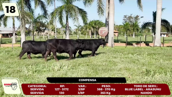 Lote LOTE 18- EN VIVO
