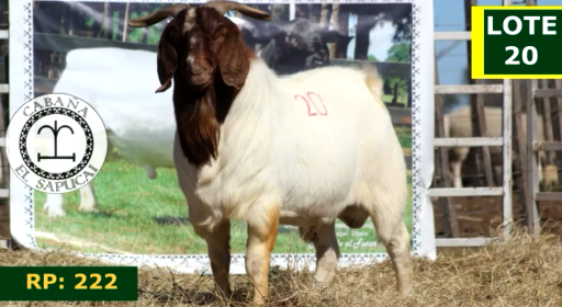 Lote CAPRINOS MACHOS 20