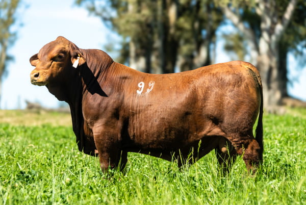 Lote Lote 3 Jacaranda