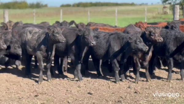 Lote 126 Terneros/as