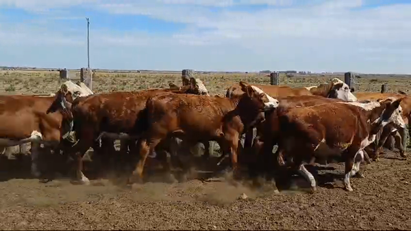 Lote 14 Terneros