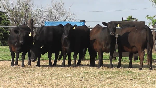 Lote VAQ.  ANGUS  PC PREÑADAS PARICION PRIMAVERA