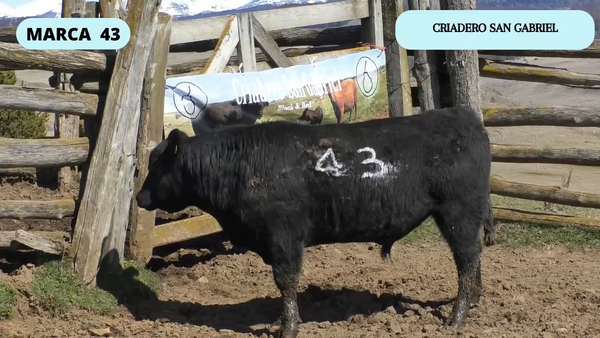 Lote 1 Toro en Coyhaique, XI Región Aysén