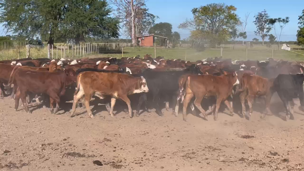 Lote 140 Terneras en Ibarreta, Formosa