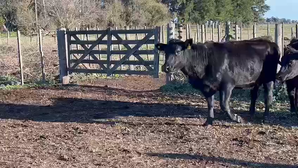Lote 4 Vaquillonas C/ cria en Cañuelas, Buenos Aires