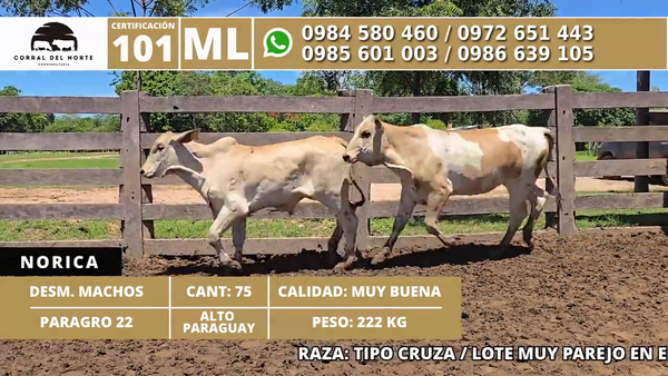 Lote 75 Desmamantes machos 222kg -  en Carmelo Peralta los de Norica  Puerto Sastre los de Ygua Pora