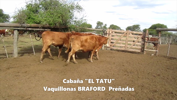 Lote VAQUILLONAS CABAÑA EL TATU