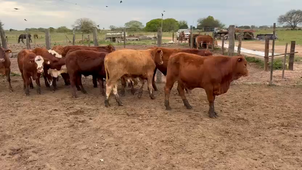 Lote 90 Novillitos en Chaco, Gral. San Martín
