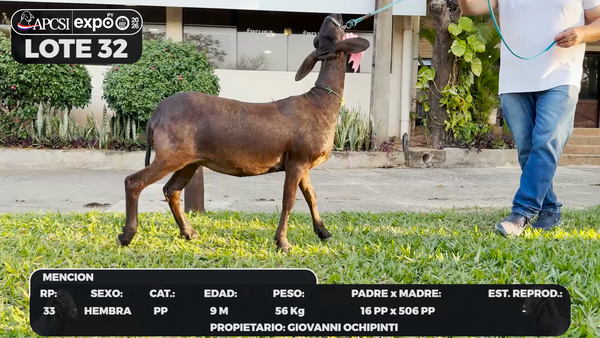 Lote LOTE 32 - BOZAL