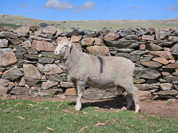 Lote Carneros, Lavalleja