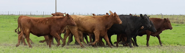 Lote VIENTRES PREÑADOS(CORRAL 54)