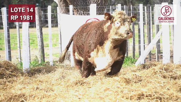 Lote Toro PR