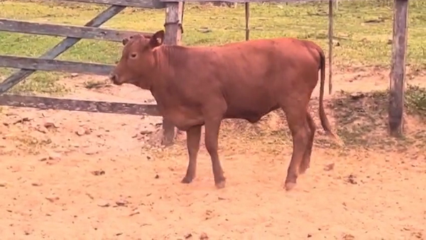 Lote Vaquillas Brangus 316kg -  en Cnel. Oviedo