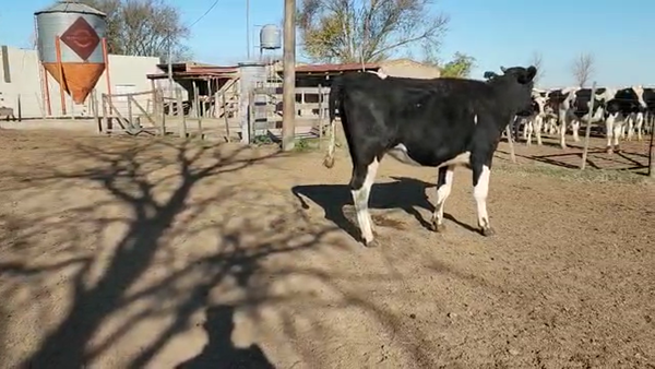 Lote Est. Don Osvaldo - Vaq. Preñadas
