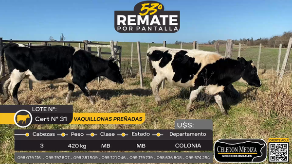 Lote 3 Vaquillonas preñadas en La Horqueta, Colonia