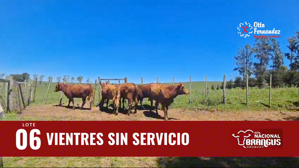 Lote Vientres Sin Servicio