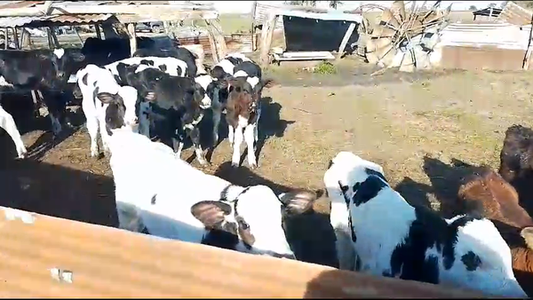 Lote 24 Terneros Holando 60kg -  en Mundo Azul
