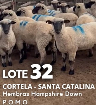 Lote Lote 32