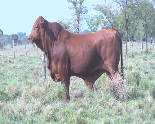 Lote CABAÑA "BAPIO" NICASIO 3 PICANTE
