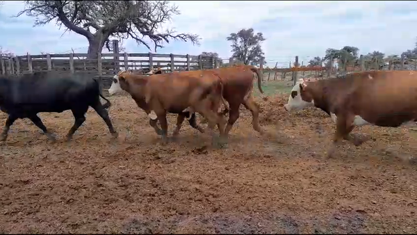 Lote 26 Vacas y Toros manufactura y conserva en Las Varillas, Córdoba