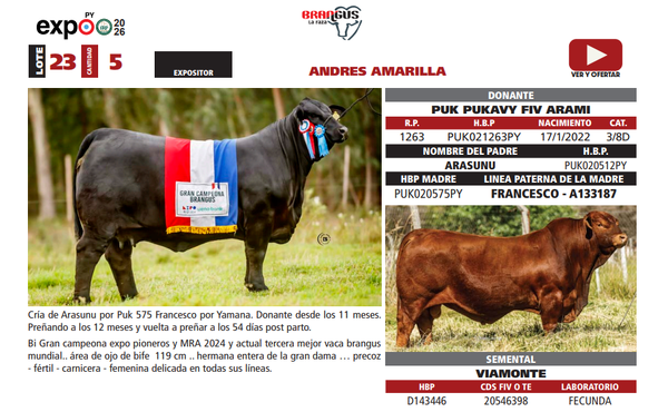 Lote LOTE 23