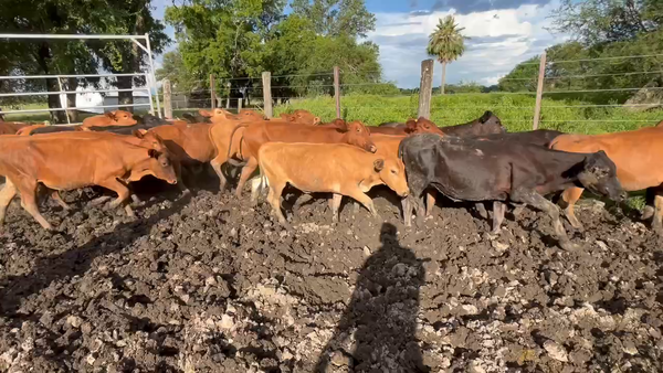 Lote 70 Terneras en Formosa, Formosa