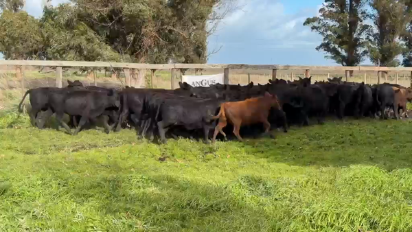 Lote 49 Vaquillonas en Necochea