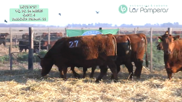 Lote VAQUILLONAS P.C. 24 MESES - PREÑADAS - PARICION PRIMAVERA