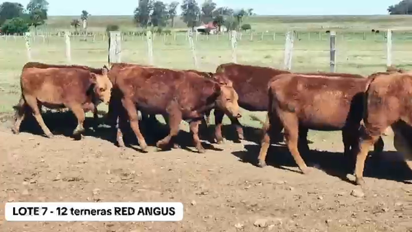 Lote 12 Terneras Red Angus