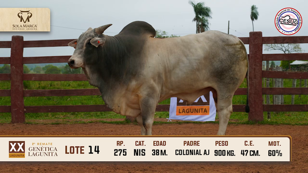 Lote Lote 14