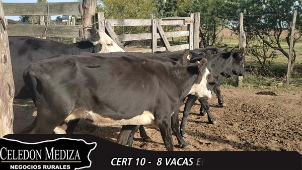 Lote 8 Vientres Entorados en Colonia