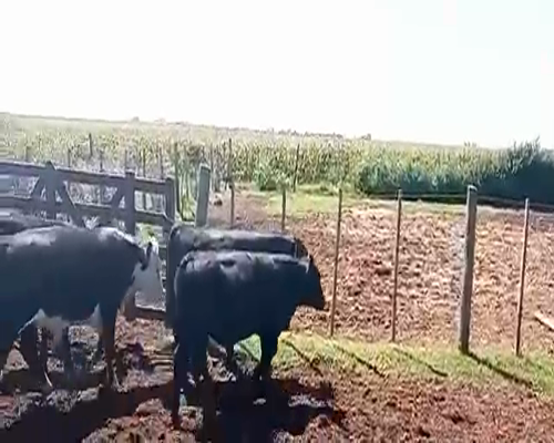 Lote 8 Terneros en Pueblo Italiano, Córdoba