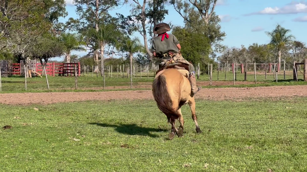 Lote 1 Yeguas Montadas en Corrientes, Curuzú-Cuatiá
