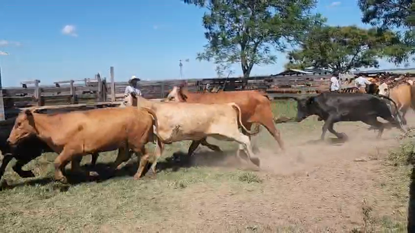 Lote 80 Vaquillonas en Corrientes, Alvear