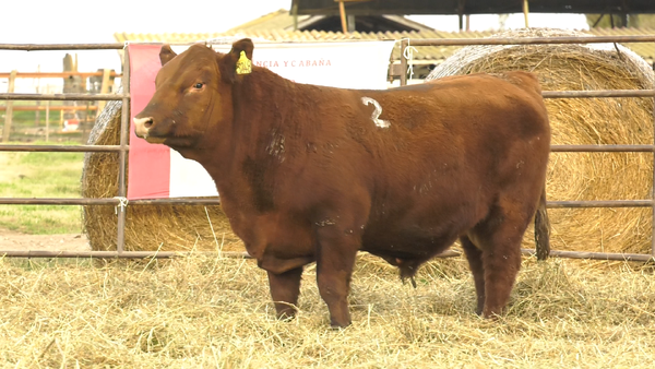 Lote TOROS ANGUS COLORADOS  PC