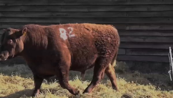 Lote 1 Toro en Coyhaique, XI Región Aysén